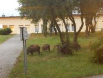 Co zrobić ze stadami dzików w mieście?