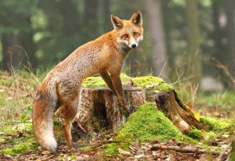 Szczepienie lisów przeciwko wściekliźnie - komunikat