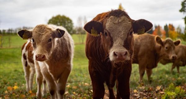 Małopolska Izba Rolnicza ostrzega przed pryszczycą!