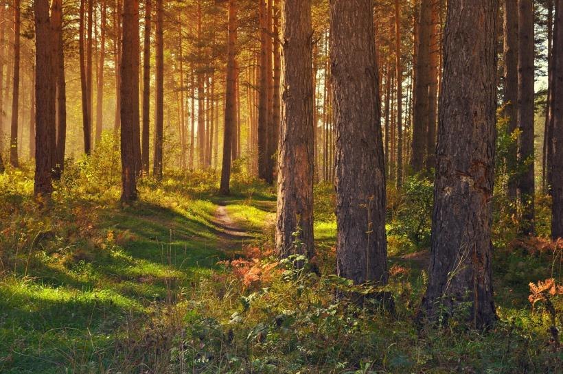 Zawiadomienie Burmistrza Miasta