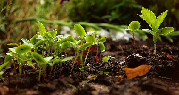 Komunikat Okręgowej Stacji Chemiczno-Rolniczej w Gliwicach