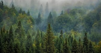 Nadleśnictwo Sucha nabywa od osób prywatnych lasy i grunty